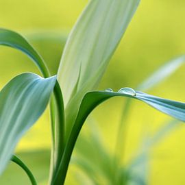 Lucky Bamboo by Violetta Honkisz