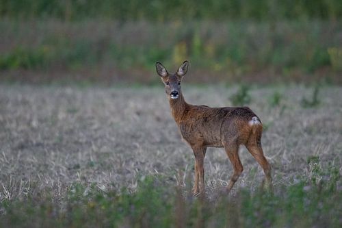 Deer at dusk