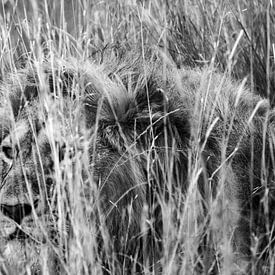 Leeuw verborgen in het gras van Pieter De Wit