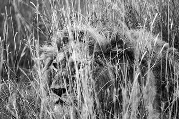 Löwe im Gras versteckt von Pieter De Wit