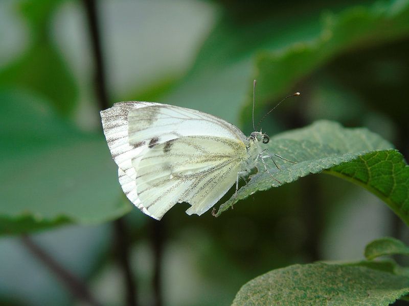 Prachtig witje ( Vlinder ) Tropische vlinders, Collectie 2018 by Jan van Bruggen