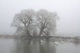 On the Saale in fog and blight by Karina Gebert