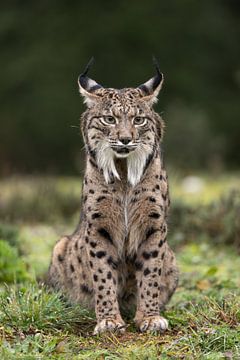 Portret van een Pardel lynx van Sven Scraeyen