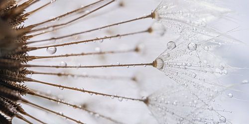 Rustig panorama: Druppels aan de pluisjes van de paardenbloem