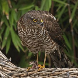 Épervier sur Cees van der Linden