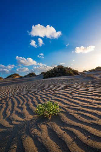 Eénzaam in de duinen