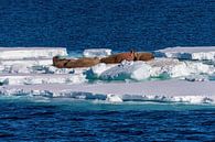 IJsschots met walrussen van Merijn Loch thumbnail