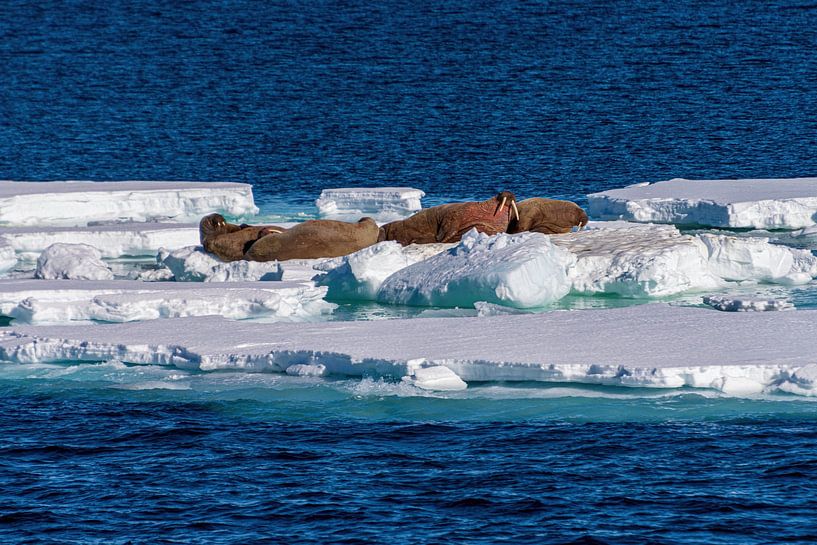IJsschots met walrussen van Merijn Loch