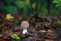 Een mooi herfsttafereel