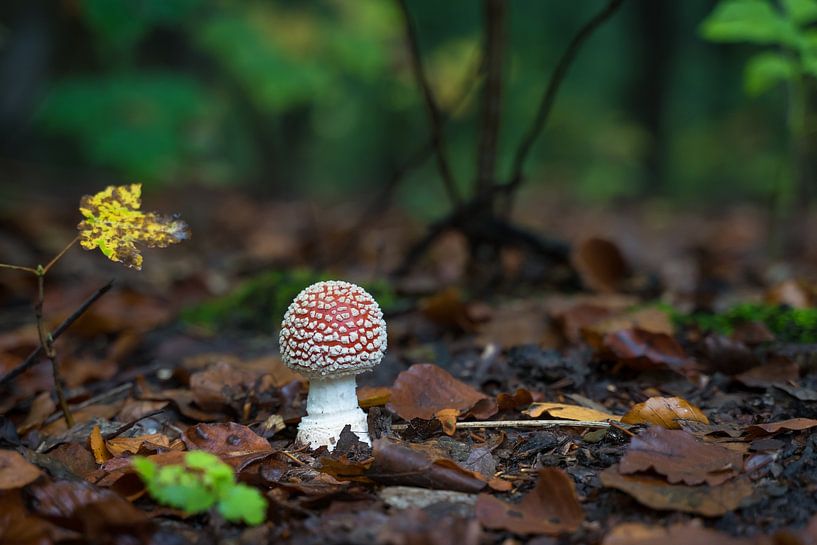 A beautiful autumn scene by Goffe Jensma