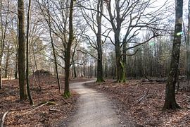 Forest path on the Veluwe by Merijn Loch