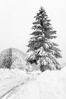 Snowy tree