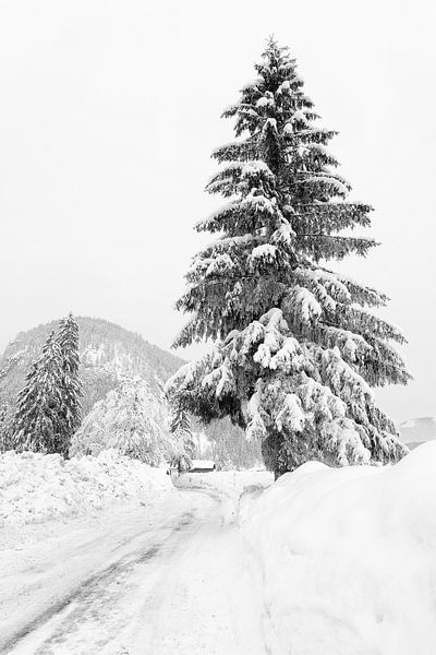 Verschneiter Baum von Barbara Brolsma