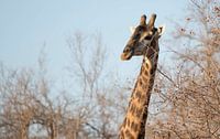 Giraf in Zuid-Afrika