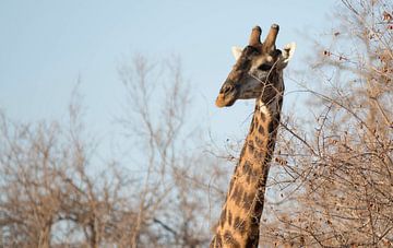 Giraf in Zuid-Afrika van Eveline van Beusichem