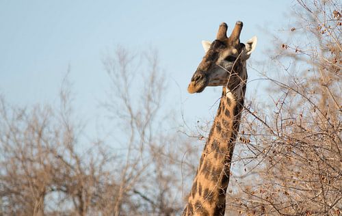 Girafe en Afrique du Sud