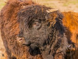 Kalf Schotse Hooglander by Henk Goossens
