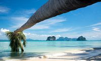 Hanging palm tree over tropical beach