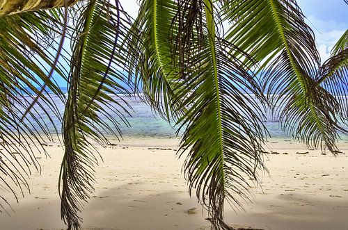 Tropische palmbomen op het strand in het paradijs op de Seychellen