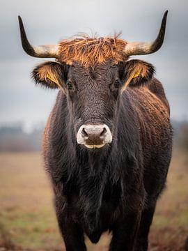 Tauros in Nederland van Maurice Bachman