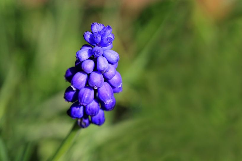 Grape Hyacinth by Jolanta Mayerberg