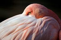 Portrait d'un Flamingo par Edwin Butter Aperçu