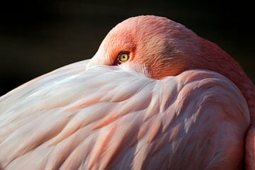 Portret van een Flamingo van Edwin Butter