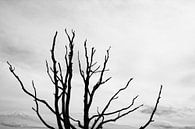 Bladerloos boom van Jan Brons thumbnail