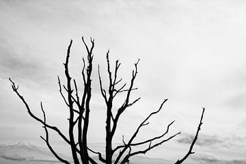 Leafless tree von Jan Brons