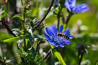 Fleur et insecte