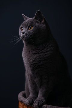 Fine Art portret Britse korthaar kat van Yvonne van de Kop