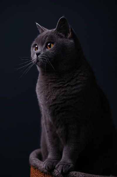 Fine art portrait British shorthair cat by Yvonne van de Kop