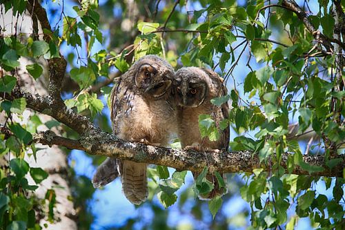 Jonge ransuil (Asio otus) zittend in boom, Duitsland