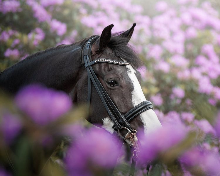Paardenportret in bloemen van Jack Soffers