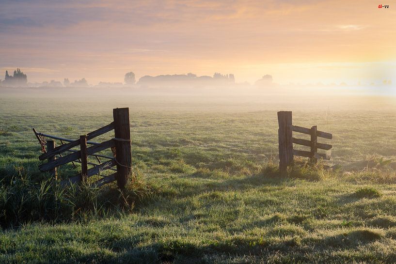 Morning Glory by Steven van Zoelen