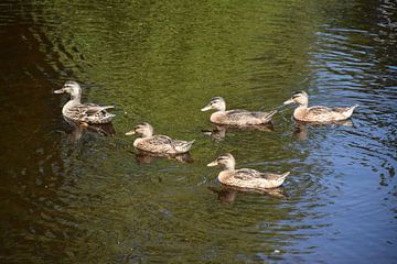 Ducks on a pond by Claude Laprise