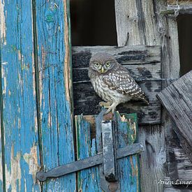 screech owl by Arien Linge