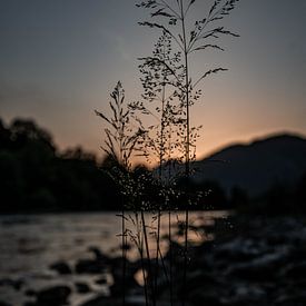Wilde bloemen bij de Soça rivier tijdens zonsondergang van Lieke Dekkers