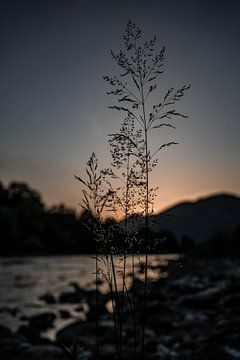 Fleurs sauvages à la rivière Soça au coucher du soleil sur Lieke Dekkers