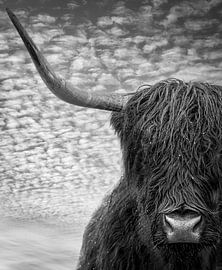 Schotse Hooglander van Karel Ton