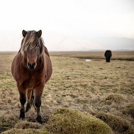 Icelander by FatCat Photography