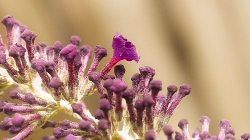 Uitvergrote bloem van een vlinderstruik. van Sjoerd van Staveren