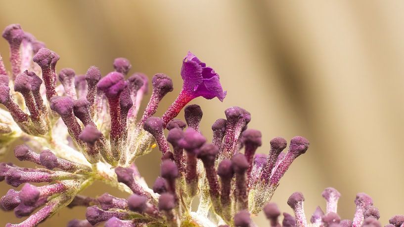 Uitvergrote bloem van een vlinderstruik. van Sjoerd van Staveren