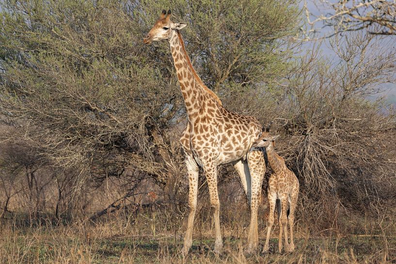 Giraffe met jong van Shirley Kroos