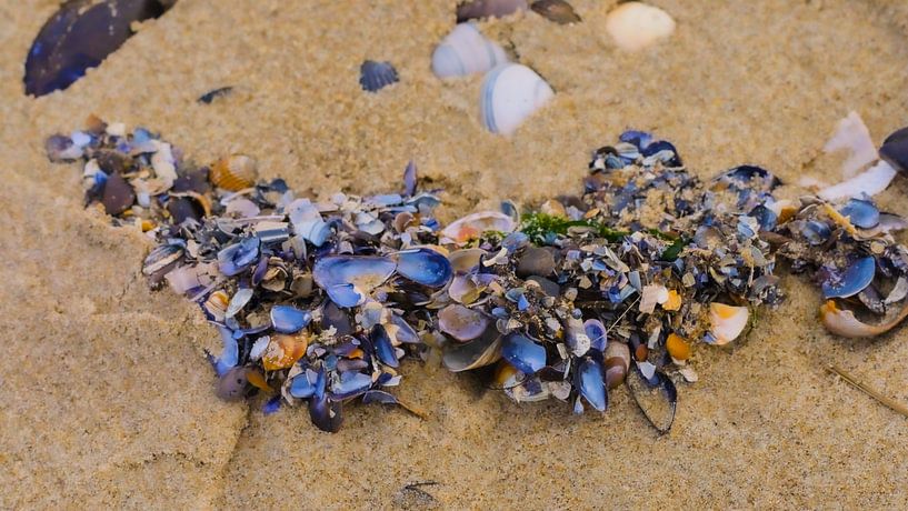 Shells on the beach by Antoinette Kosse