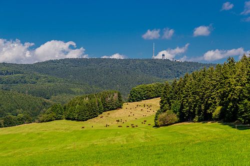 Prachtig landschap bij de Rennsteig/Thüringerwoud