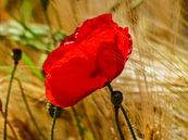 Poppies in the summer 4 van brava64 - Gabi Hampe thumbnail