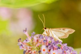 Buxusmot op vlinderstruik von Johan Slagers