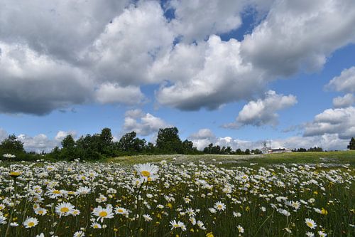 Een bloeiend veld onder een bewolkte hemel