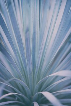 Yucca botanische macro print zilver blauw | Natuur fotografie van Denise Tiggelman